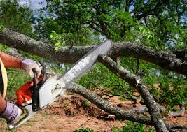 Best Tree Disease Treatment  in Coral Terrace, FL